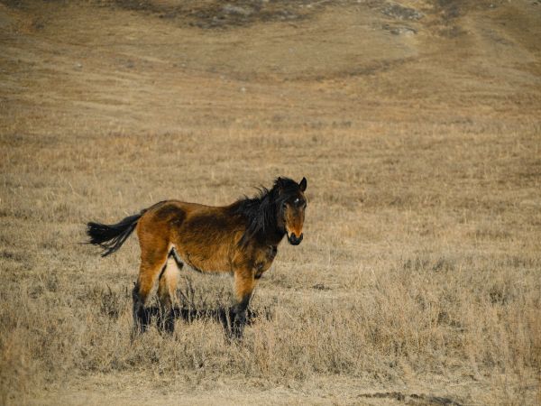 Обои 800x600 Алтайский край, Россия, лошадь