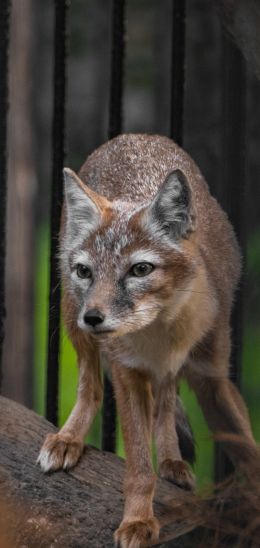 fox, at the zoo Wallpaper 1080x2280
