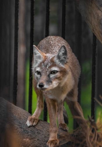 fox, at the zoo Wallpaper 1640x2360