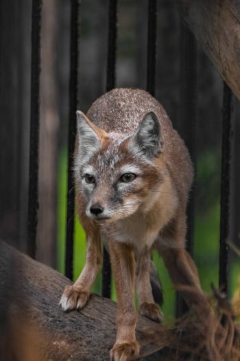 fox, at the zoo Wallpaper 640x960