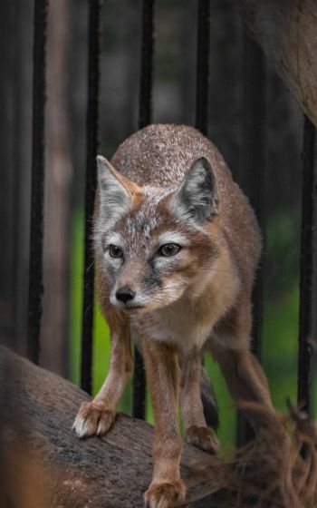 fox, at the zoo Wallpaper 1600x2560