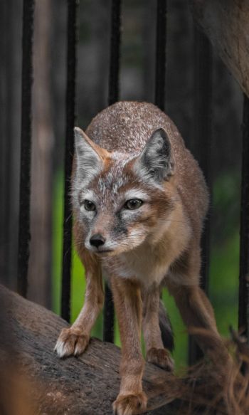 fox, at the zoo Wallpaper 1200x2000