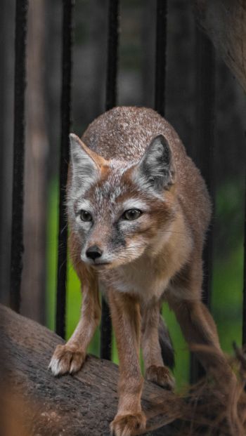 fox, at the zoo Wallpaper 640x1136