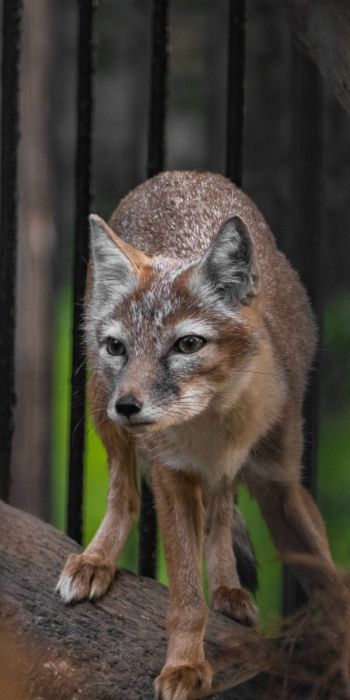 fox, at the zoo Wallpaper 720x1440
