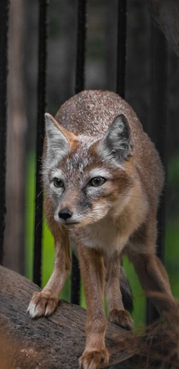 fox, at the zoo Wallpaper 1080x2220