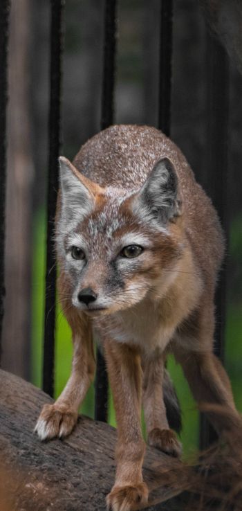 fox, at the zoo Wallpaper 1080x2280