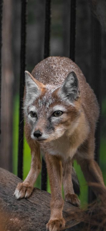 fox, at the zoo Wallpaper 828x1792