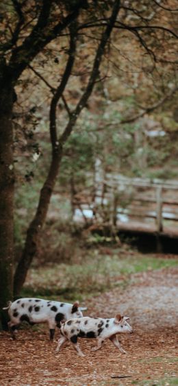 spotted pigs, on a walk Wallpaper 1080x2340