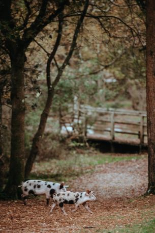 spotted pigs, on a walk Wallpaper 640x960