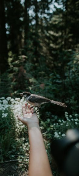 bird in hand Wallpaper 720x1600