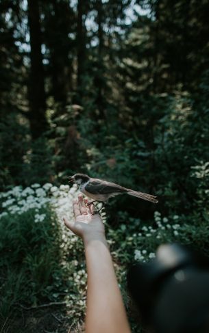 bird in hand Wallpaper 1752x2800