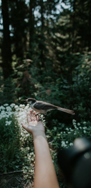 bird in hand Wallpaper 1080x2220