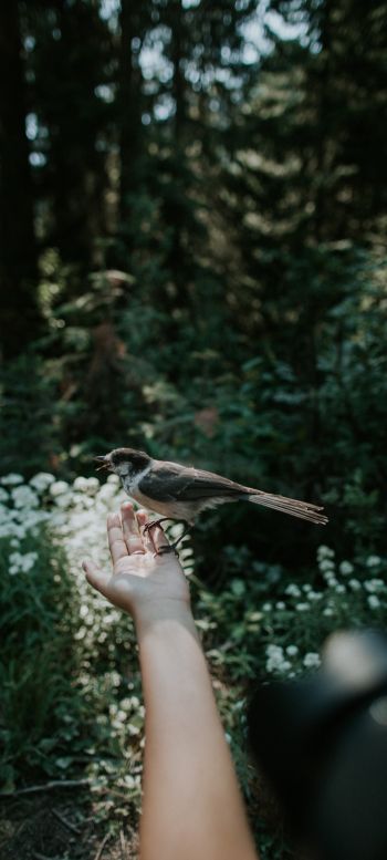 bird in hand Wallpaper 1080x2400
