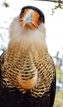 Queretaro Wameru Zoo, El Marques, mexico Wallpaper 600x1024