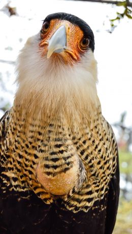 Queretaro Wameru Zoo, El Marques, mexico Wallpaper 640x1136