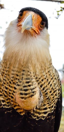 Queretaro Wameru Zoo, El Marques, mexico Wallpaper 1080x2220