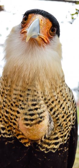 Queretaro Wameru Zoo, El Marques, mexico Wallpaper 1080x2280