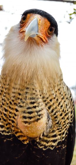 Queretaro Wameru Zoo, El Marques, mexico Wallpaper 1080x2340