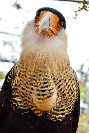 Queretaro Wameru Zoo, El Marques, mexico Wallpaper 640x960