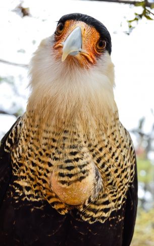 Queretaro Wameru Zoo, El Marques, mexico Wallpaper 1752x2800