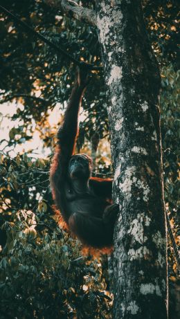 Sarawak, Malaysia Wallpaper 640x1136