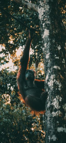 Sarawak, Malaysia Wallpaper 1080x2340