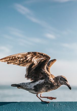 flying seagull Wallpaper 1640x2360