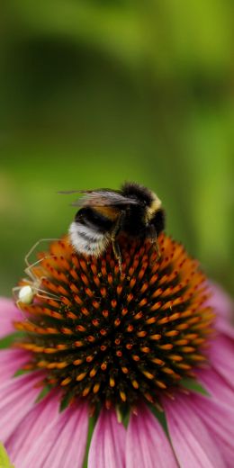 bumblebee on pink flower Wallpaper 720x1440