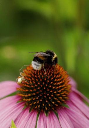 bumblebee on pink flower Wallpaper 1668x2388