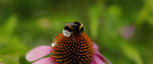 bumblebee on pink flower Wallpaper 2560x1080