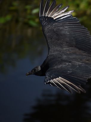 black bird in flight Wallpaper 2048x2732