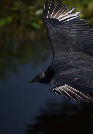 black bird in flight Wallpaper 1640x2360