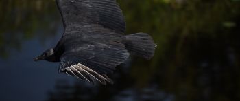 black bird in flight Wallpaper 2560x1080