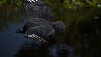 black bird in flight Wallpaper 1600x900