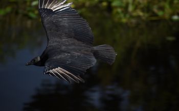 black bird in flight Wallpaper 2560x1600