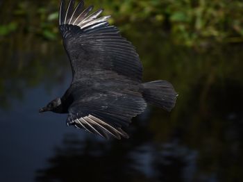 black bird in flight Wallpaper 1024x768