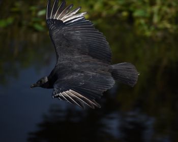 black bird in flight Wallpaper 1280x1024