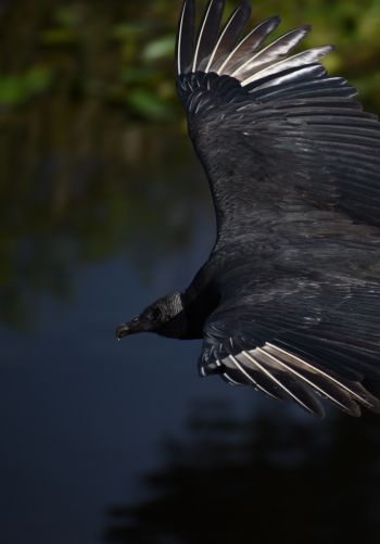 black bird in flight Wallpaper 1668x2388