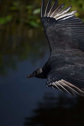 black bird in flight Wallpaper 640x960