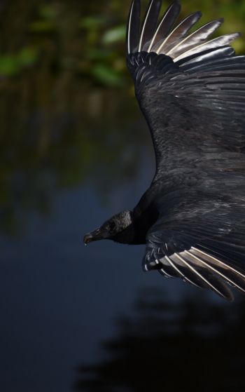 black bird in flight Wallpaper 1752x2800