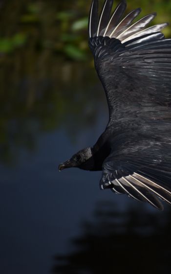 black bird in flight Wallpaper 1600x2560