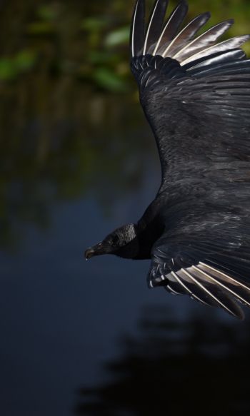 black bird in flight Wallpaper 1200x2000