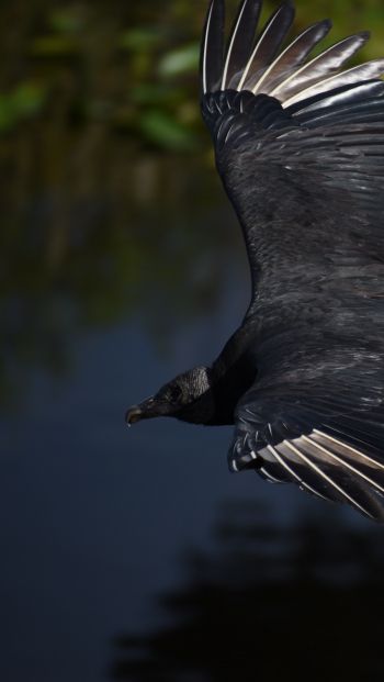 black bird in flight Wallpaper 640x1136