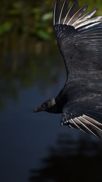 black bird in flight Wallpaper 1080x1920
