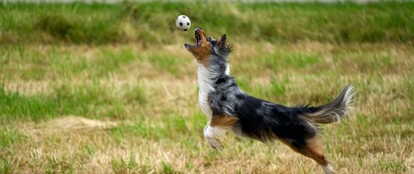 australian shepherd dog Wallpaper 2560x1080