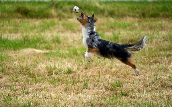 australian shepherd dog Wallpaper 2560x1600