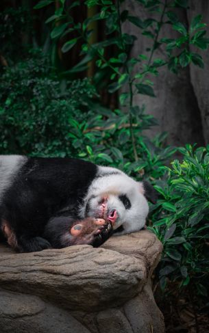 Singapore Zoo, Singapore Wallpaper 1752x2800