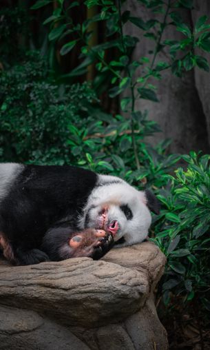 Singapore Zoo, Singapore Wallpaper 1200x2000