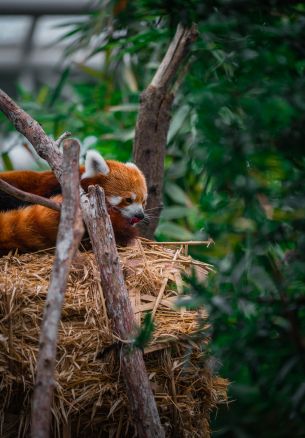 Singapore Zoo, Singapore Wallpaper 1640x2360