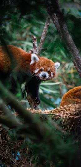 Singapore Zoo, Singapore, panda Wallpaper 1440x2960